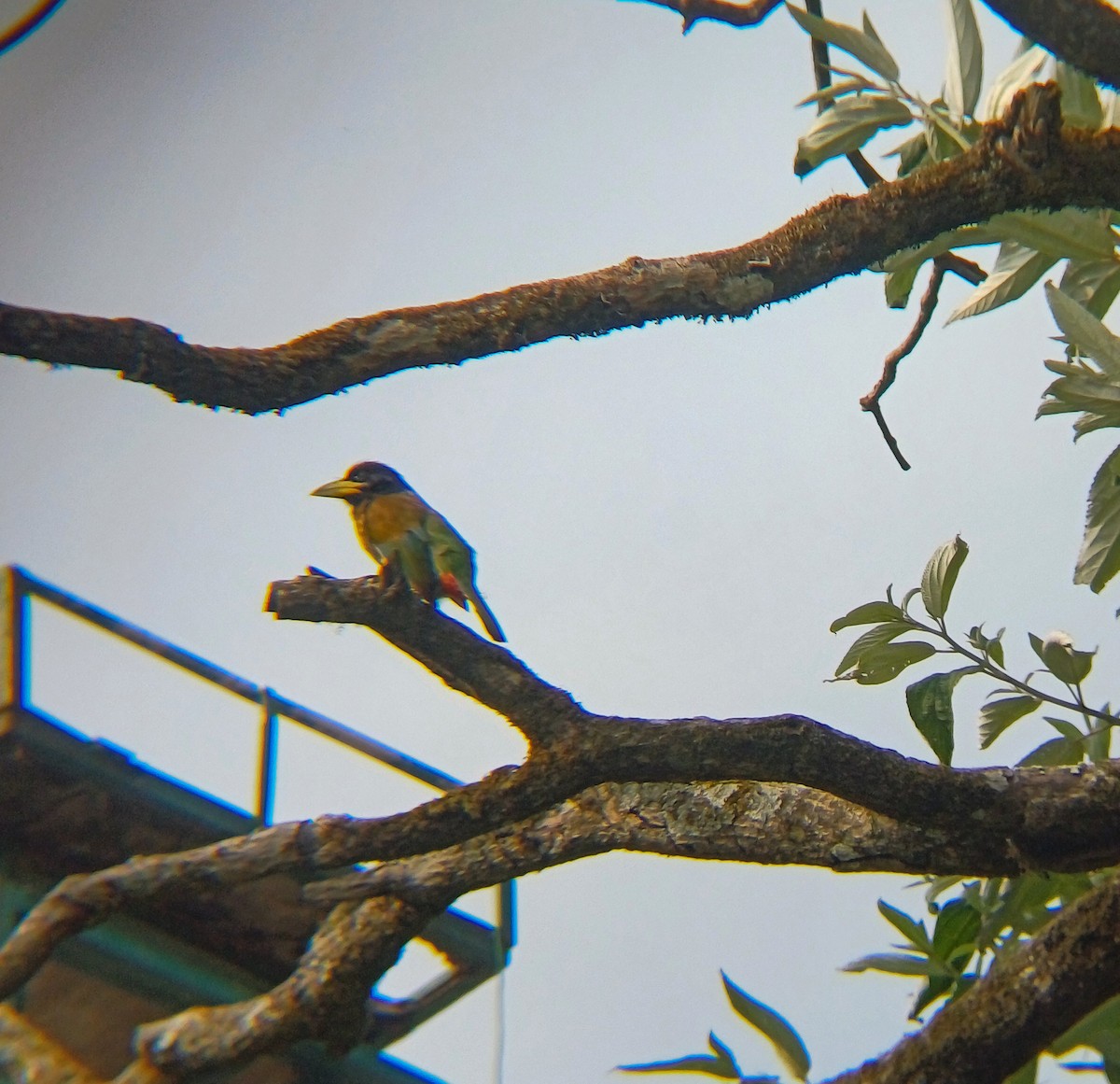 Heulbartvogel - ML637461511