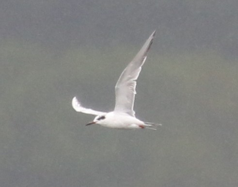 Forster's Tern - ML637461528