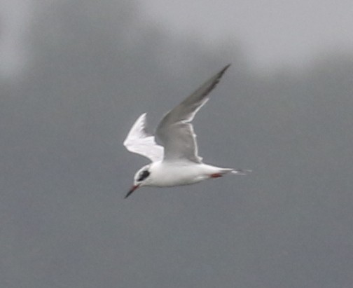 Forster's Tern - ML637461529