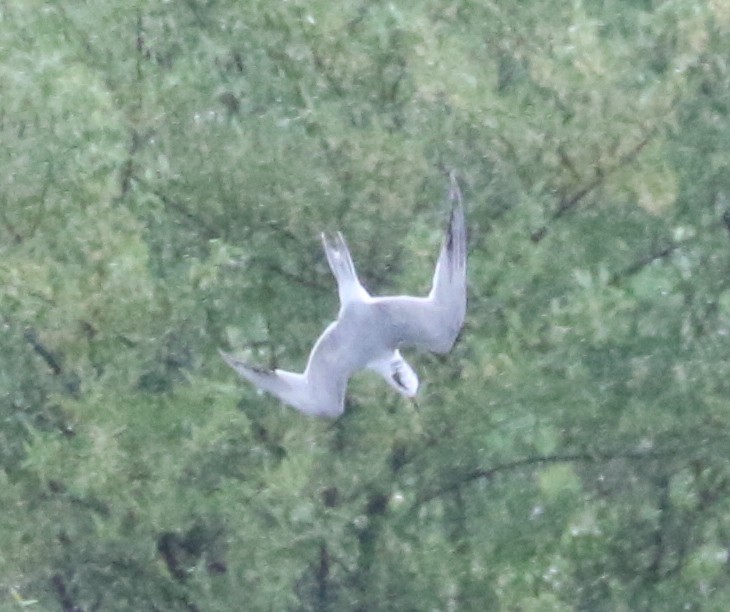 Forster's Tern - ML637461530