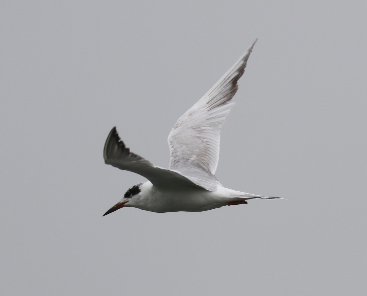 Forster's Tern - ML637461531