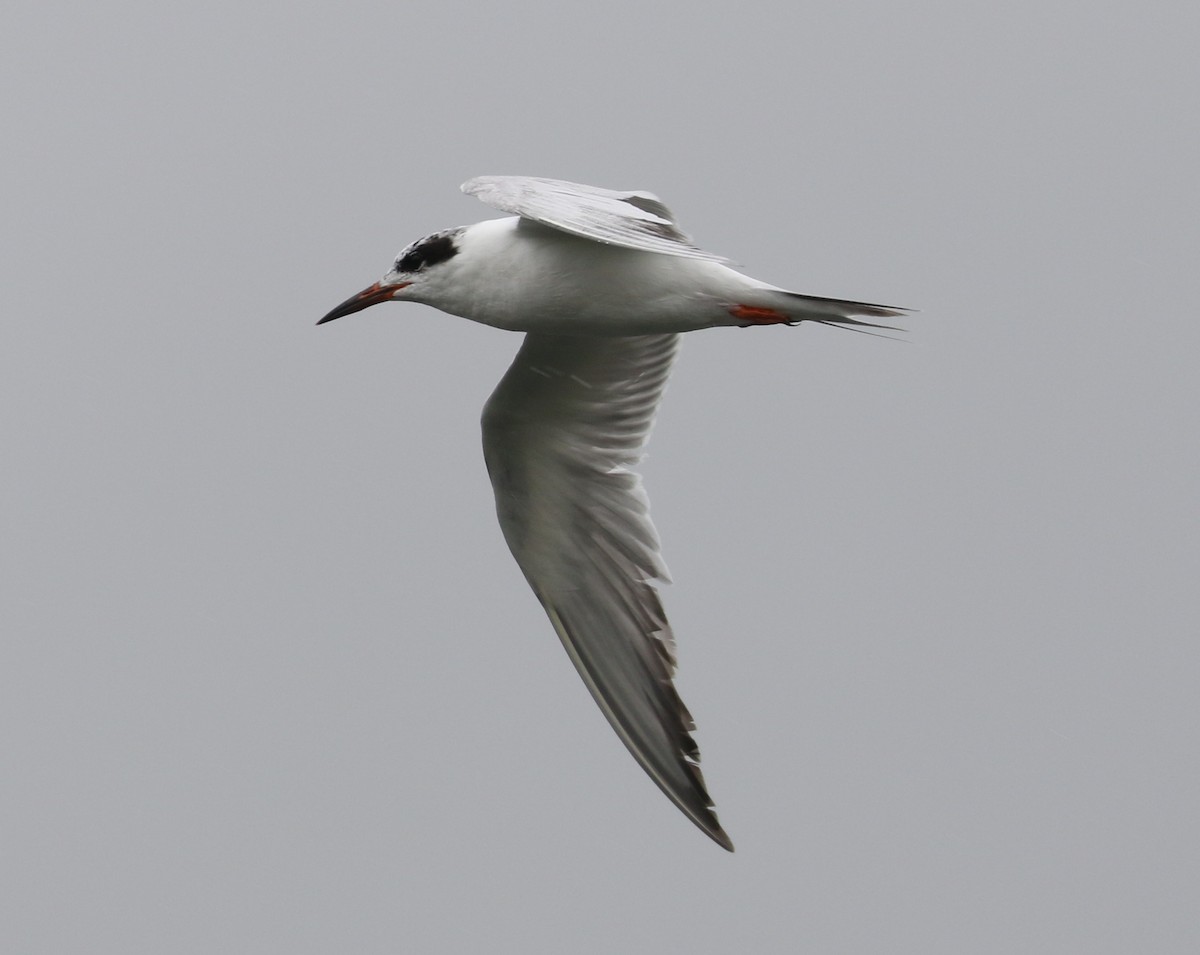 Forster's Tern - ML637461532
