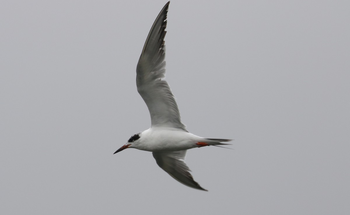 Forster's Tern - ML637461533