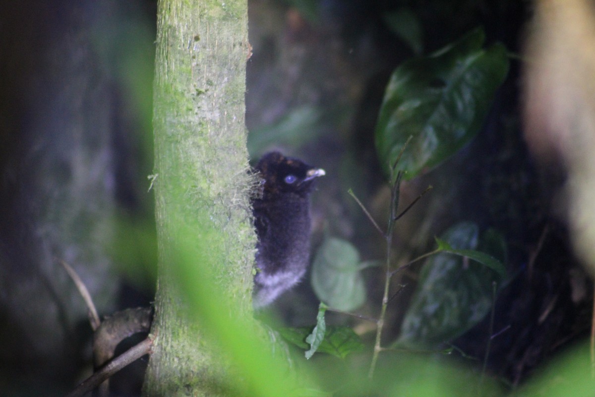 Horned Guan - ML637461555