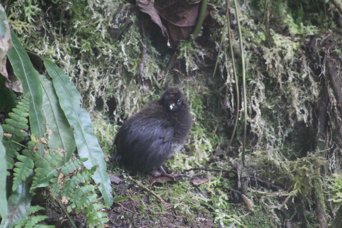 Horned Guan - ML637461561
