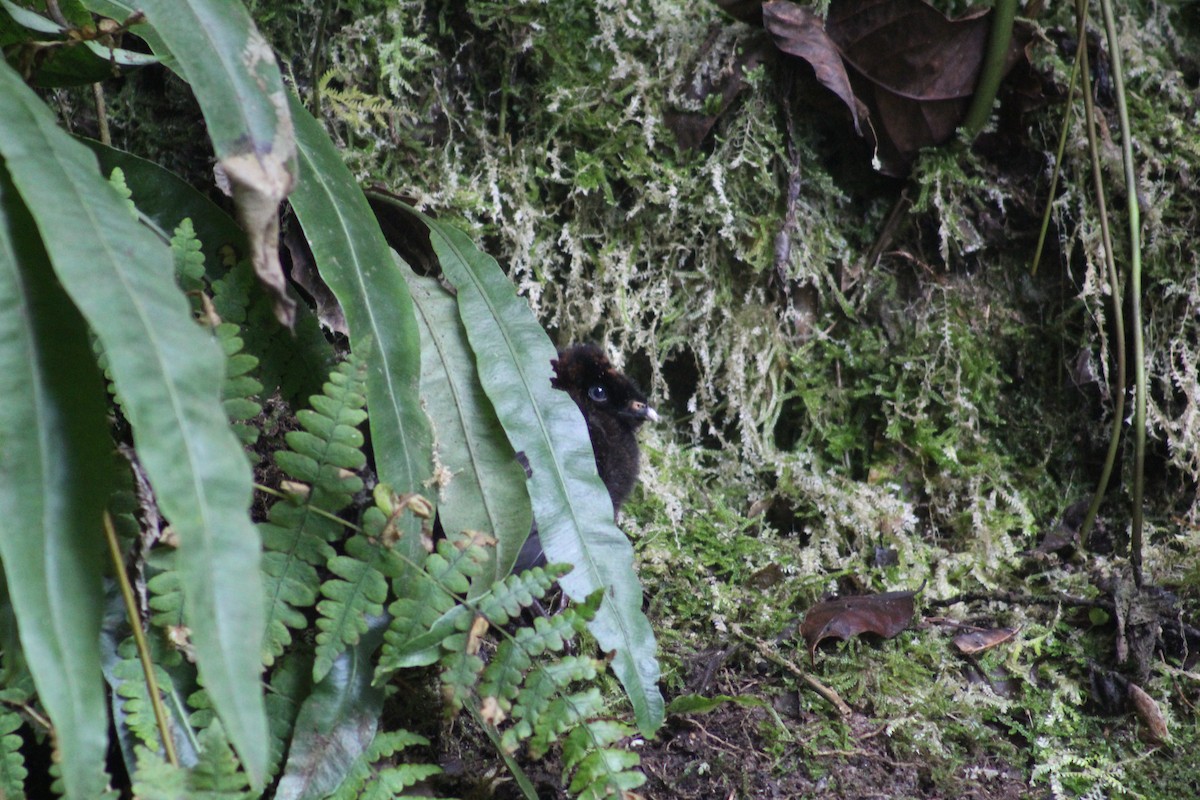 Horned Guan - ML637461562