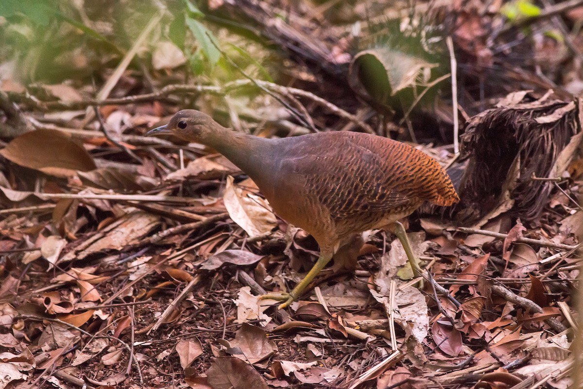 Yellow-legged Tinamou - Leonardo Merçon / Instituto Últimos Refúgios