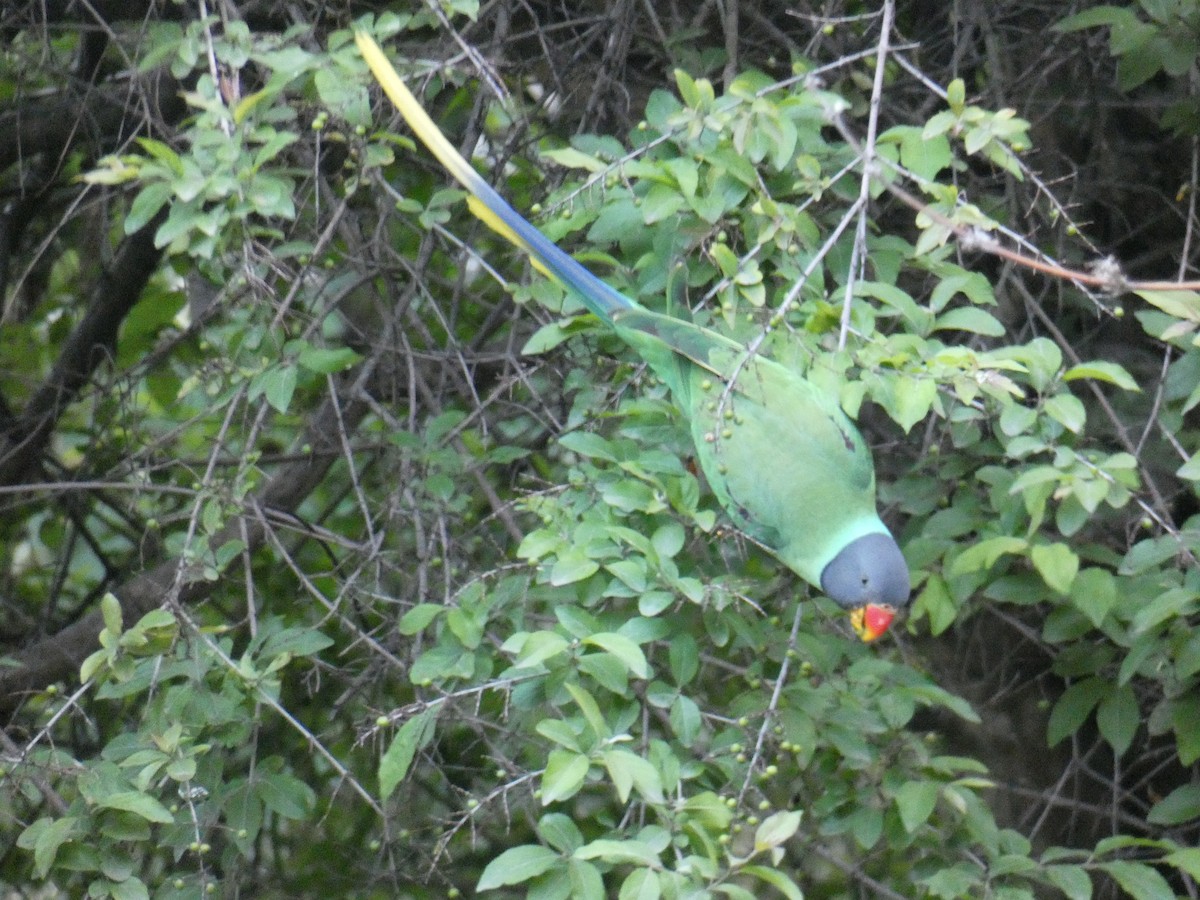 Slaty-headed Parakeet - ML637461710