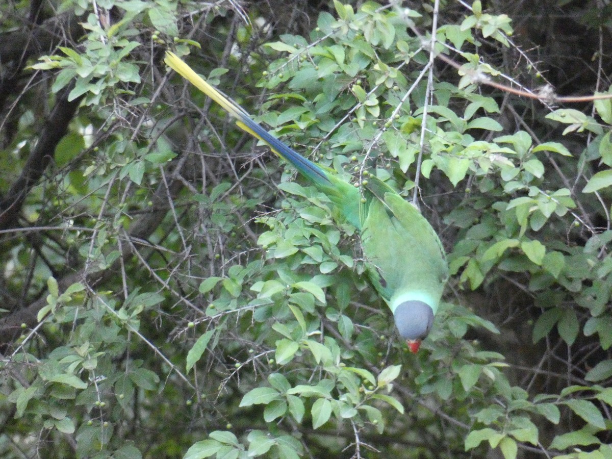 Slaty-headed Parakeet - ML637461711