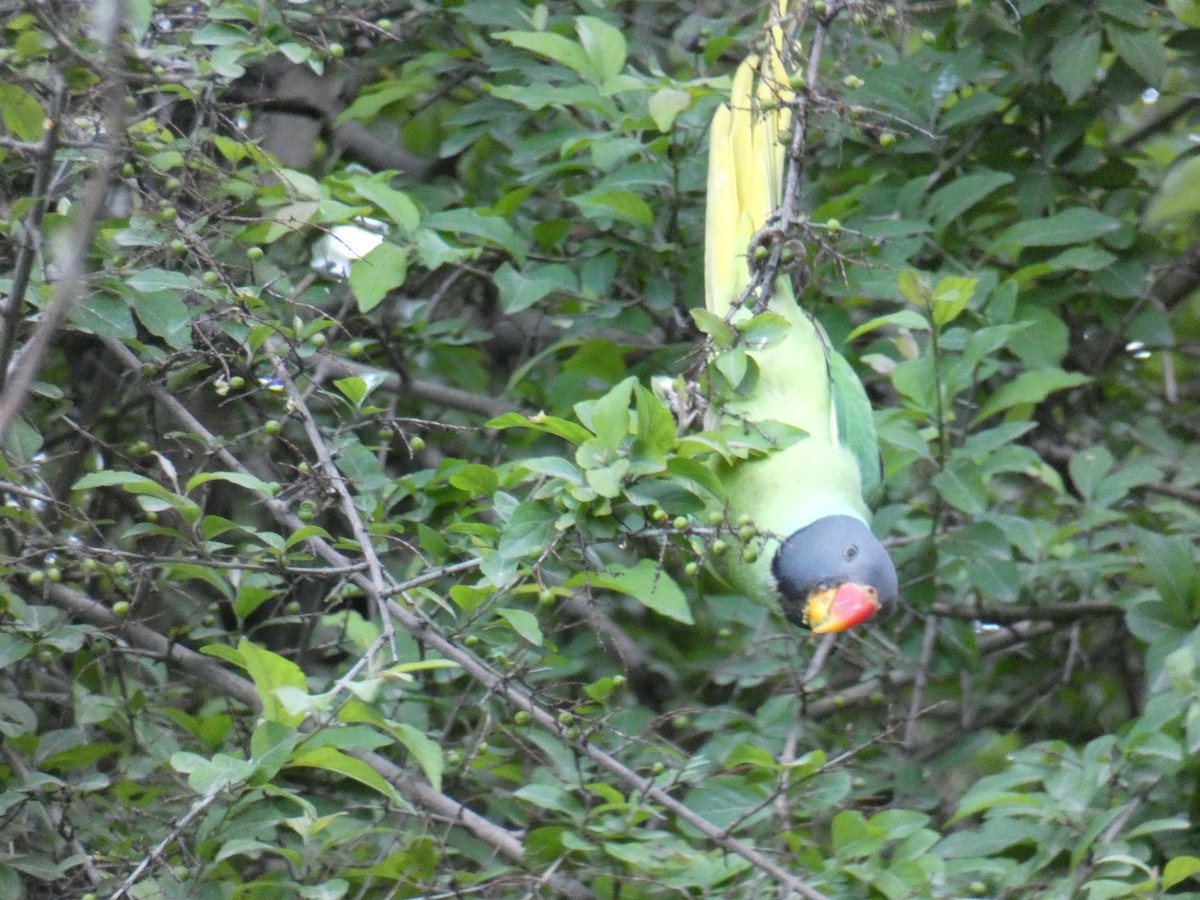 Slaty-headed Parakeet - ML637461712