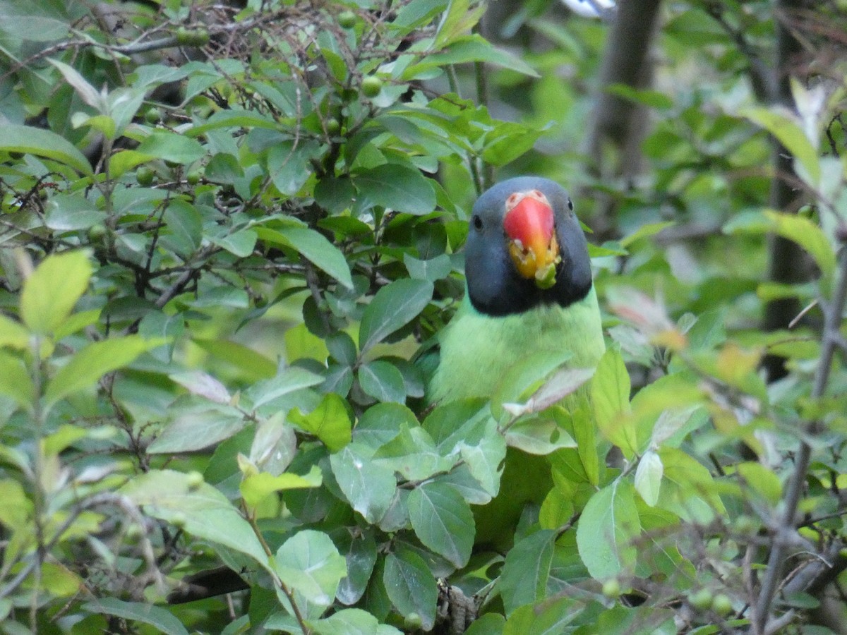Slaty-headed Parakeet - ML637461713