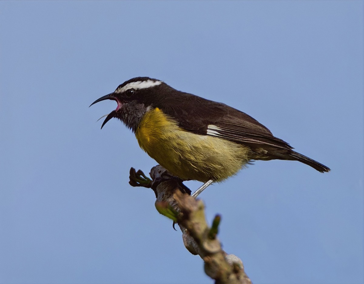 Bananaquit - ML637461751