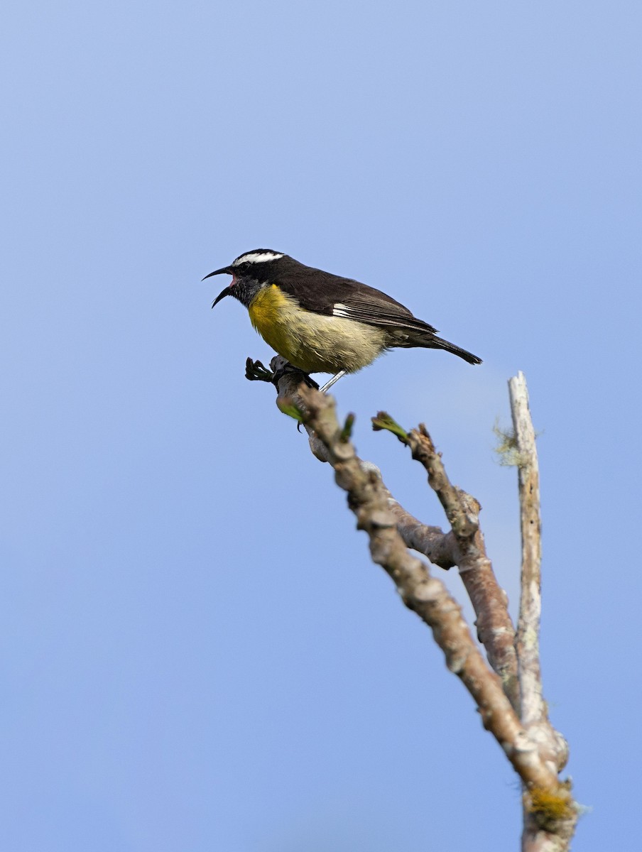 Bananaquit - ML637461752