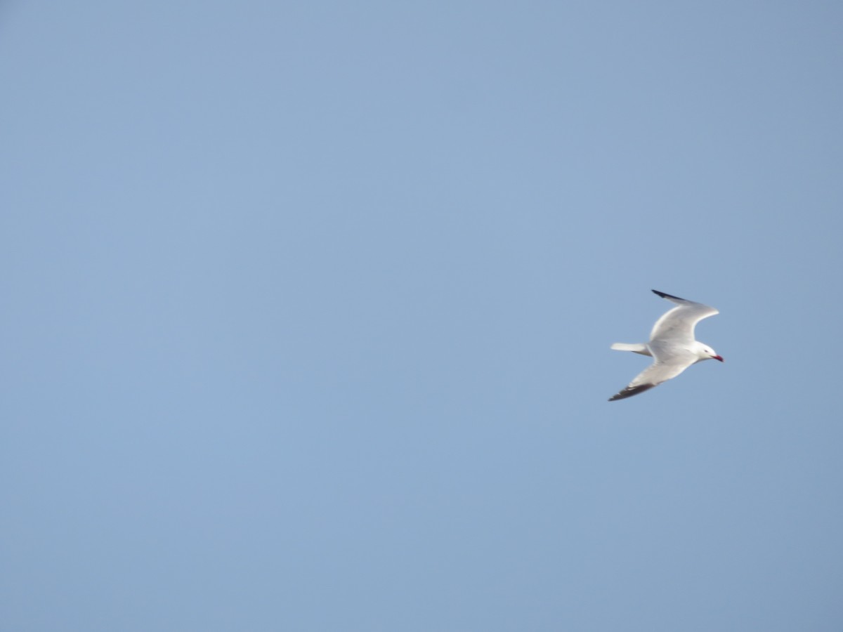 Goéland d'Audouin - ML637461762