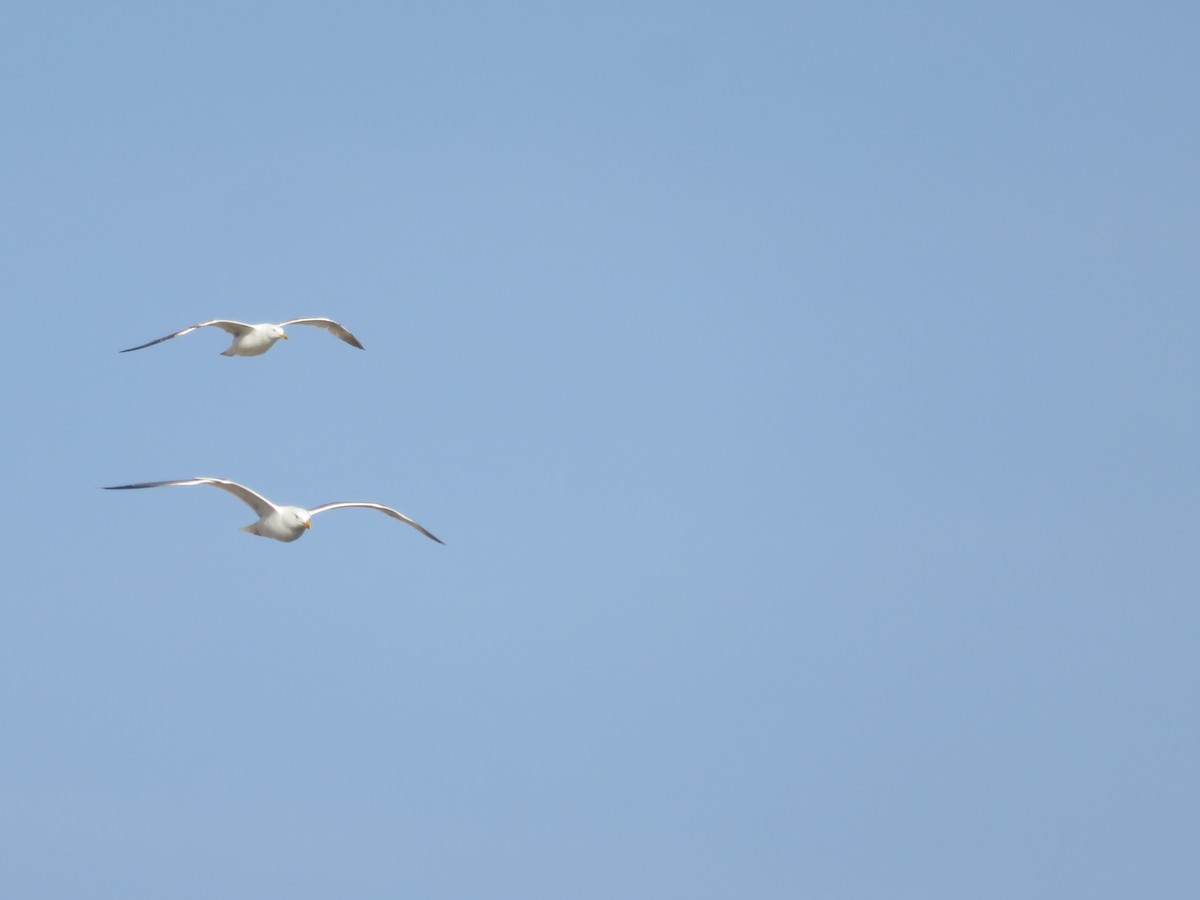 Goéland leucophée - ML637461767