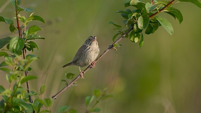 Henslow's Sparrow - ML637461812