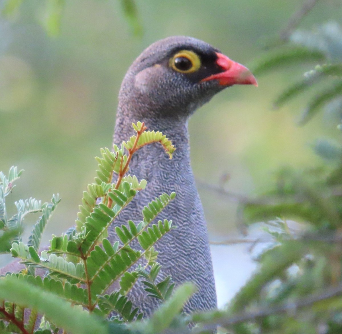 Red-billed Spurfowl - ML637461849