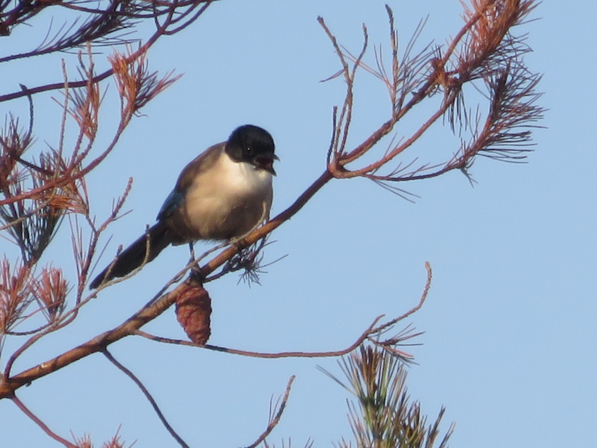 Pie-bleue ibérique - ML637461854