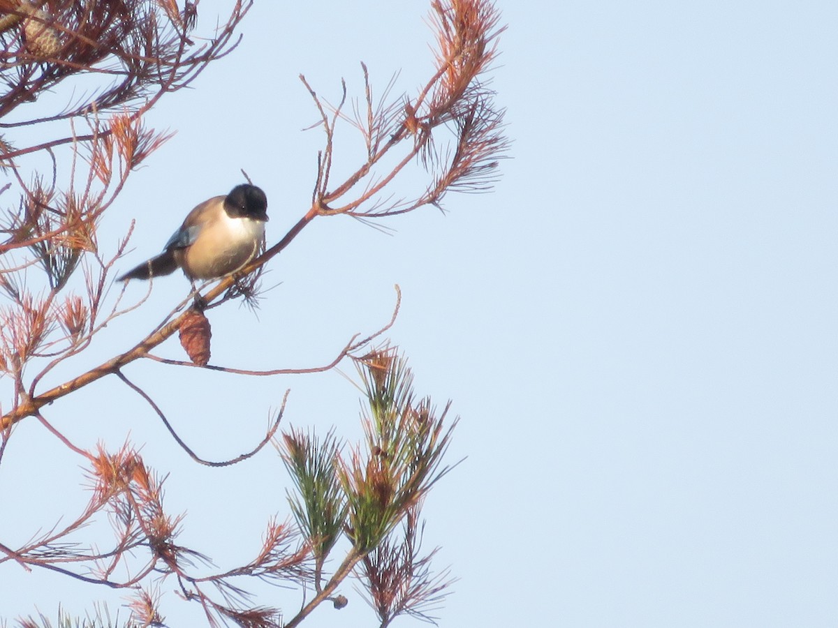 Pie-bleue ibérique - ML637461855