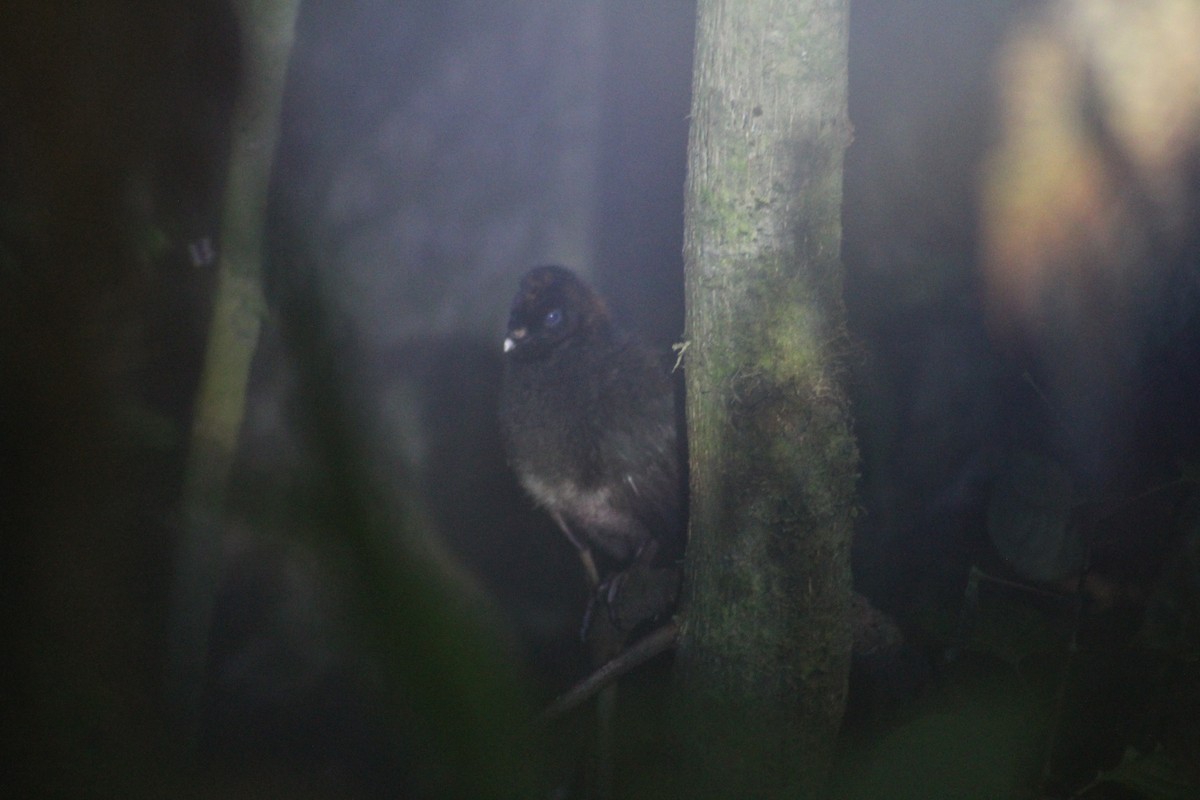Horned Guan - ML637461856