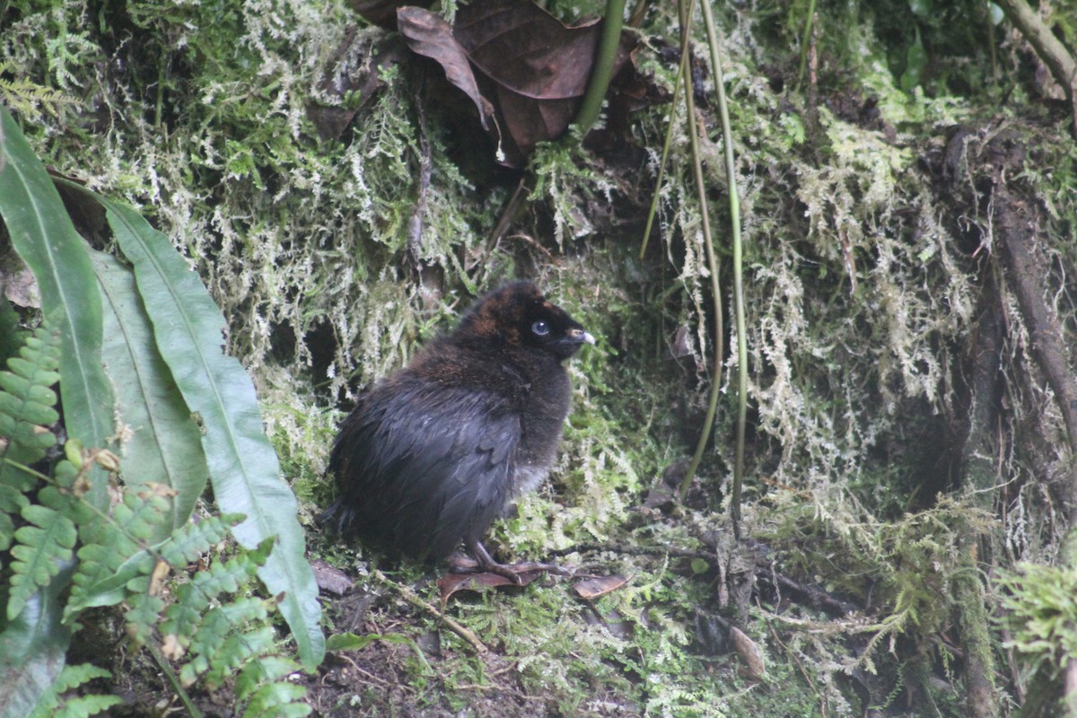 Horned Guan - ML637461857