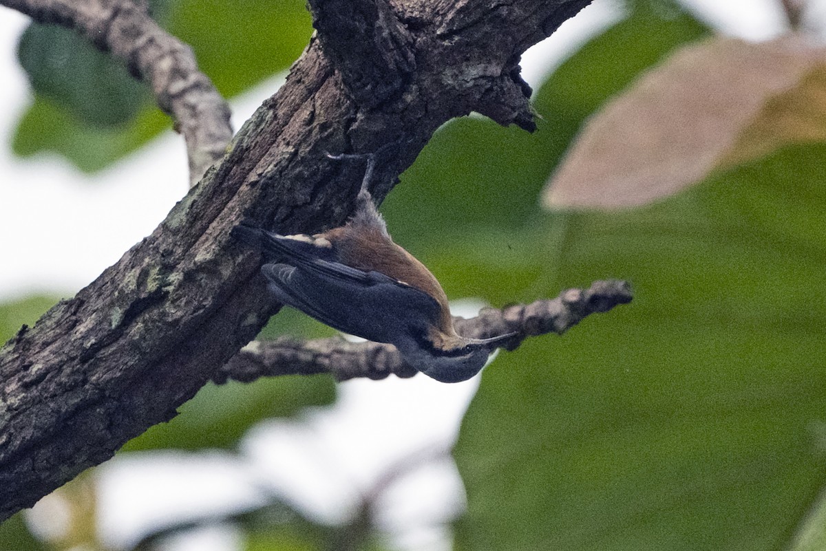 Burmese Nuthatch - ML637461963