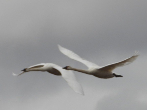 Tundra Swan - ML637461967