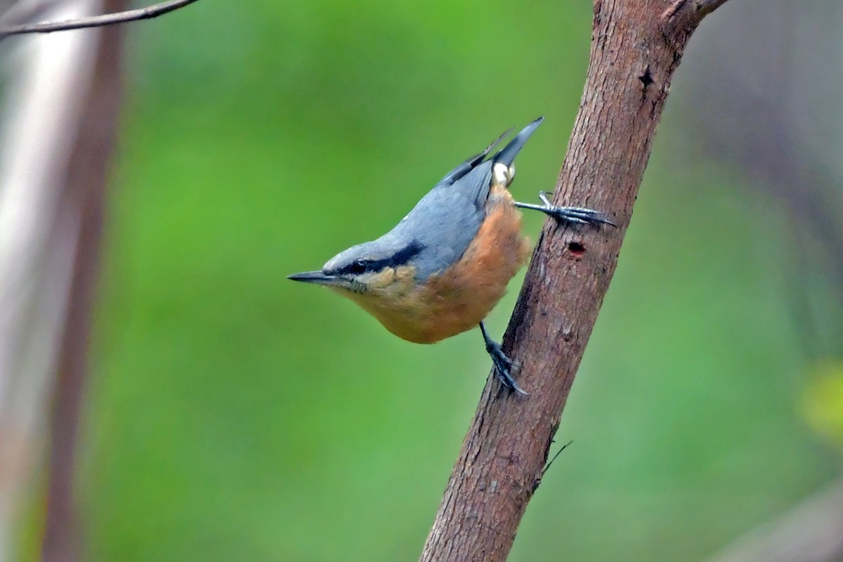 Burmese Nuthatch - ML637462005