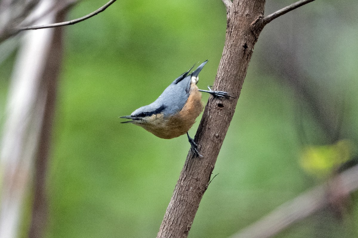 Burmese Nuthatch - ML637462006