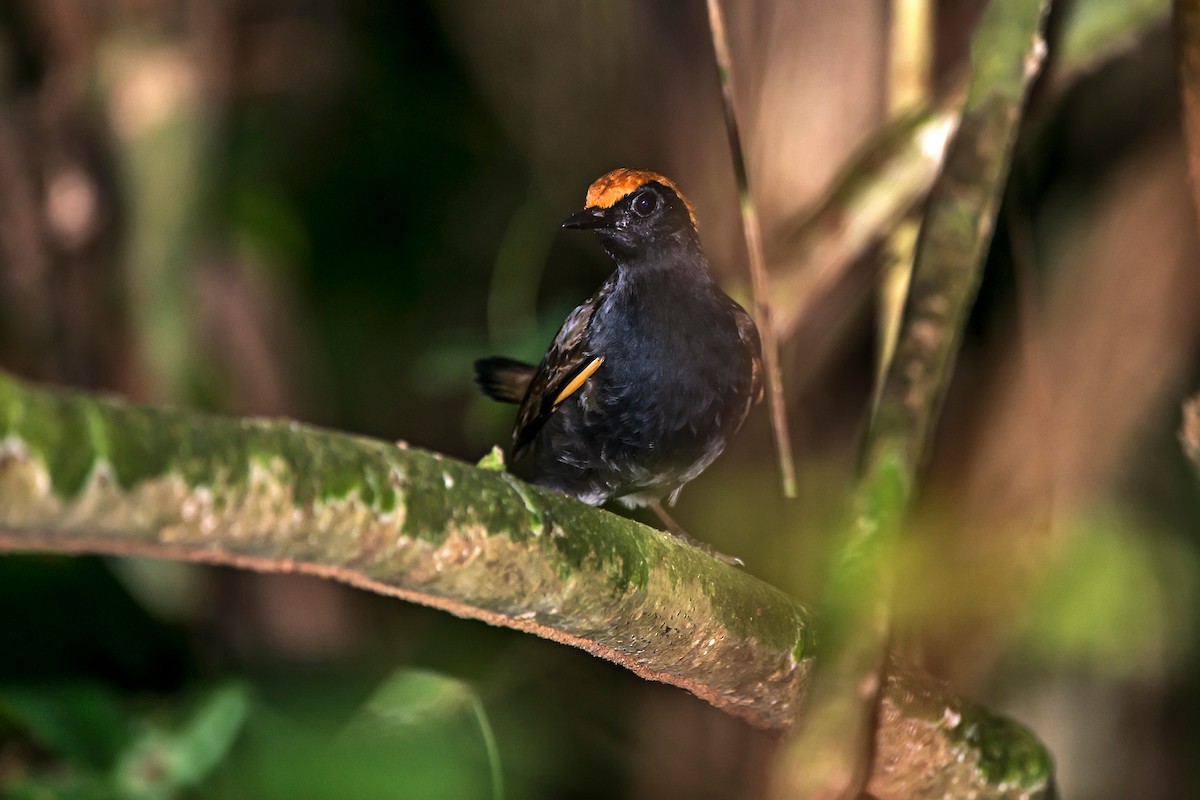 Rufous-capped Antthrush - ML63746201