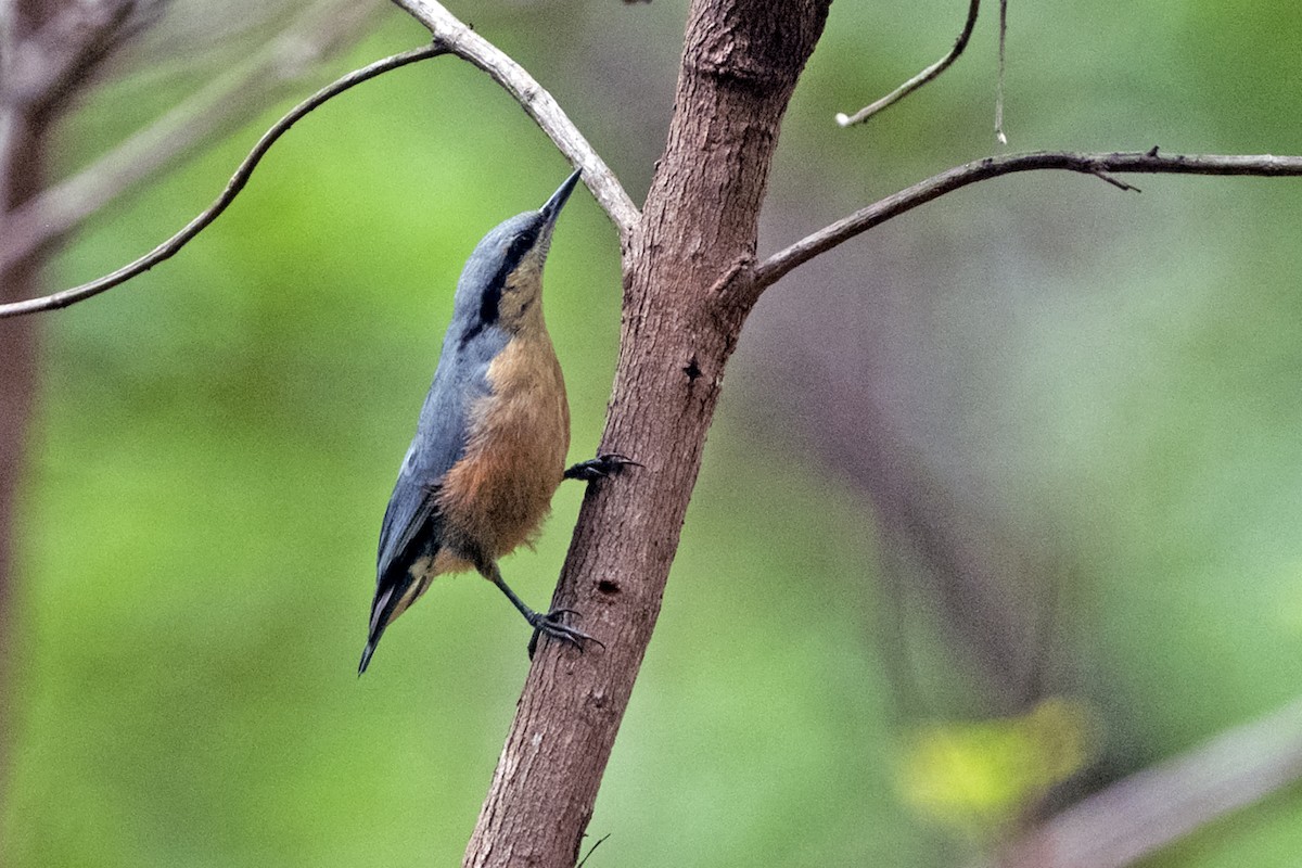 Burmese Nuthatch - ML637462016