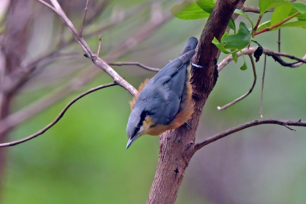Burmese Nuthatch - ML637462017