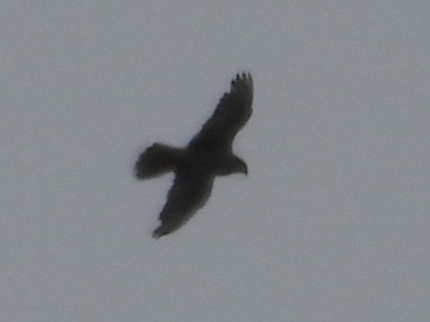 Gyrfalcon - ML637462083