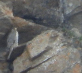 Gyrfalcon - ML637462084