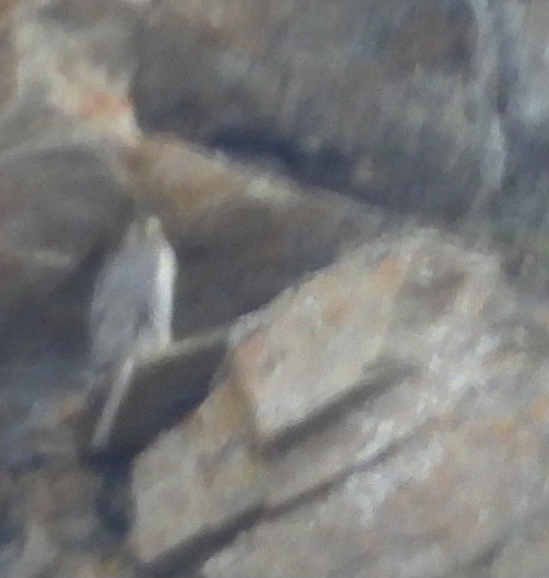 Gyrfalcon - ML637462085