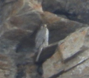 Gyrfalcon - ML637462086