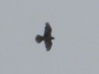 Gyrfalcon - ML637462087