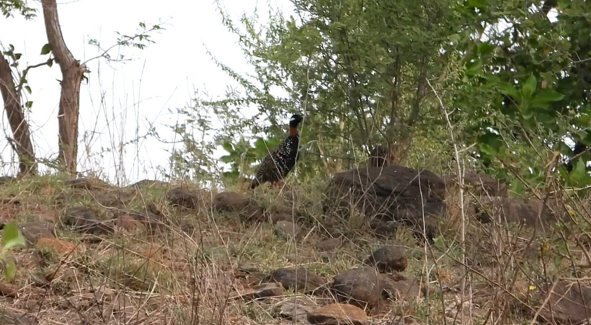 Black Francolin - ML637462095