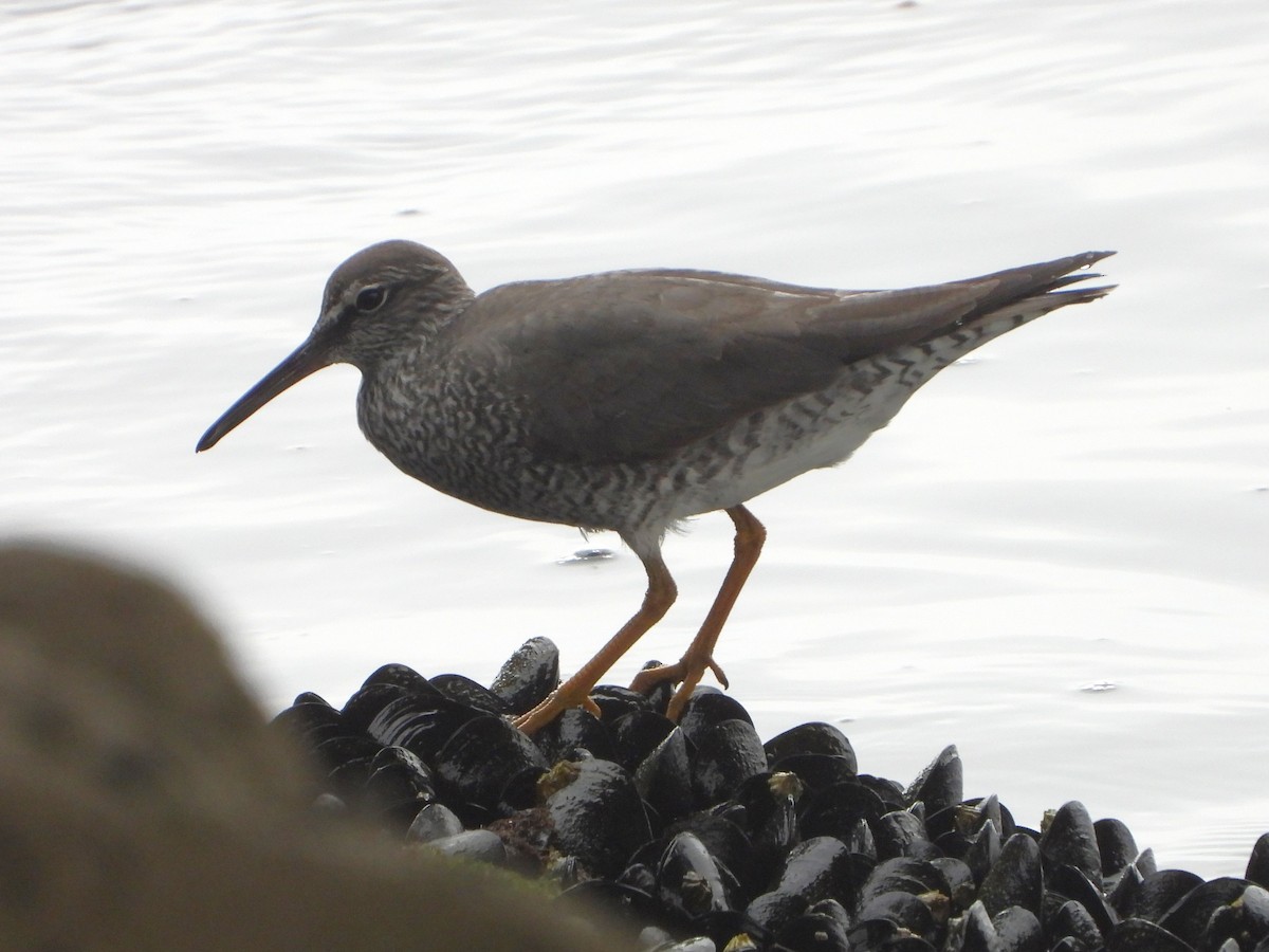 Wandering Tattler - ML637462102