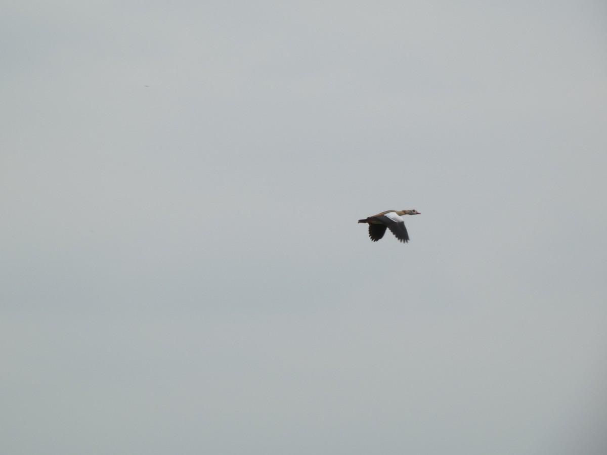 Egyptian Goose - ML637462113