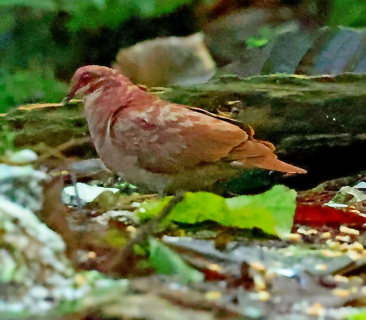 Ruddy Quail-Dove - ML637462124