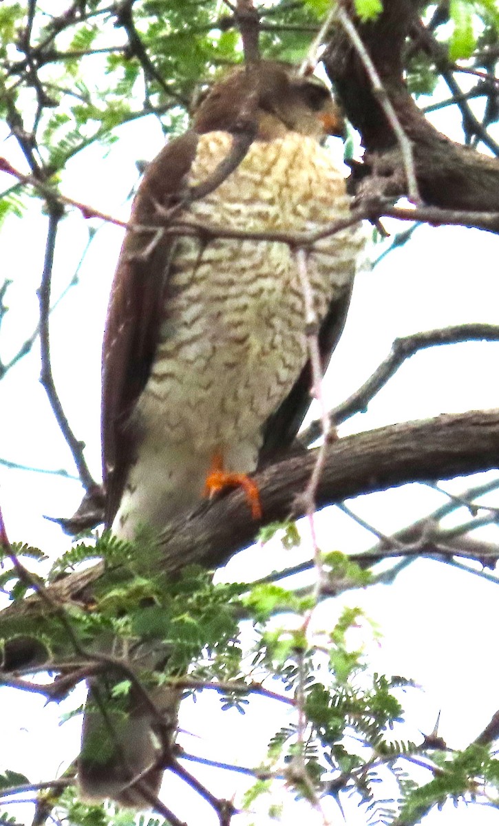 Ovambo Sparrowhawk - ML637462161