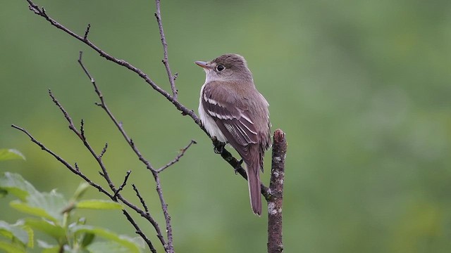 Alder Flycatcher - ML637462194