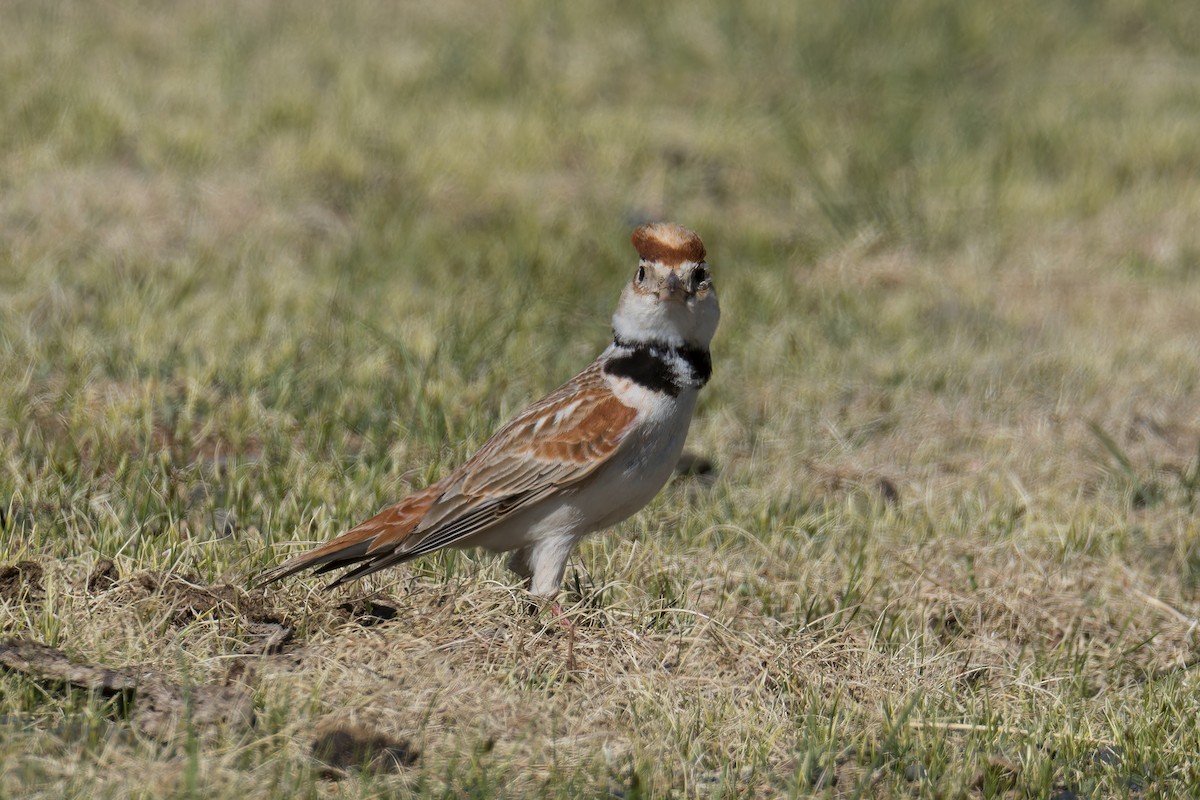 Mongolian Lark - ML637462219