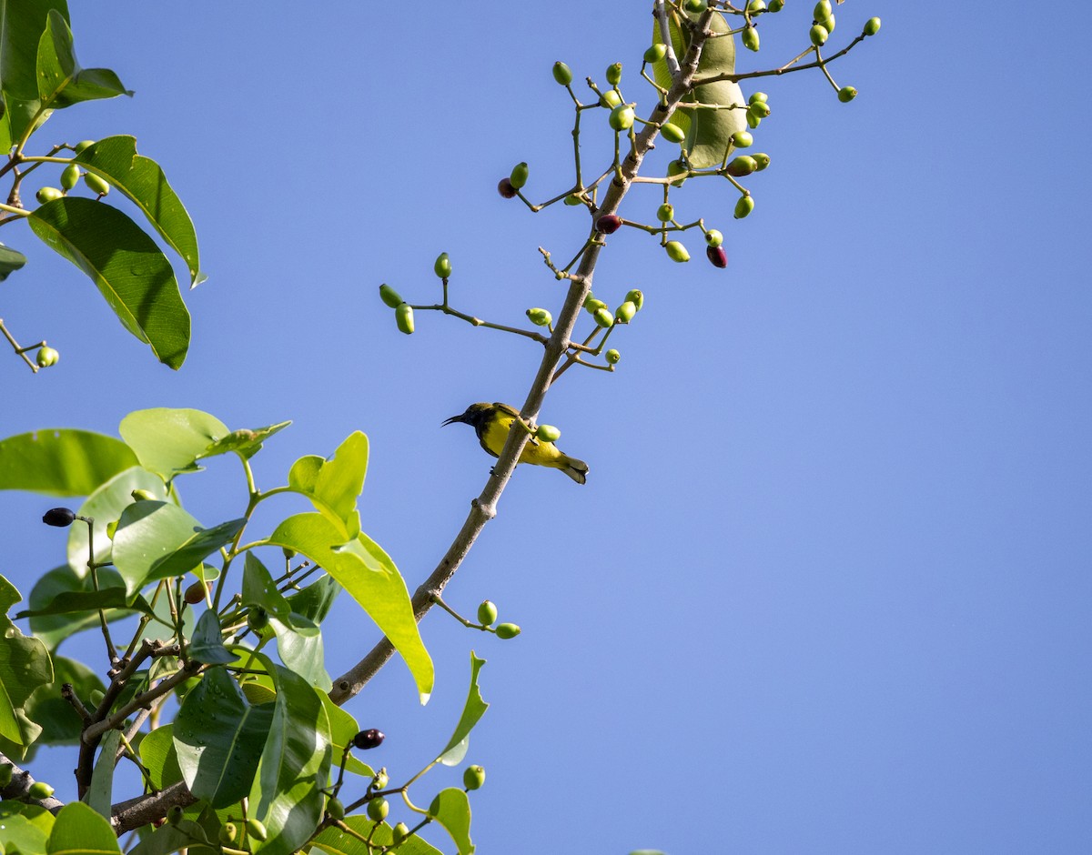 Ornate Sunbird - ML637462322