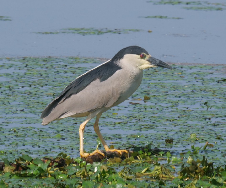 Black-crowned Night Heron - ML637462341