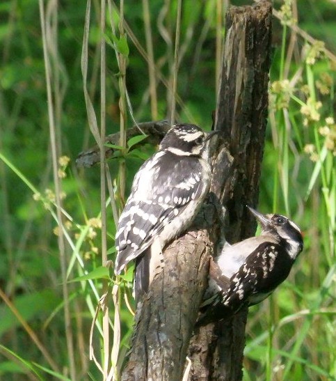 Hairy Woodpecker - ML637462343