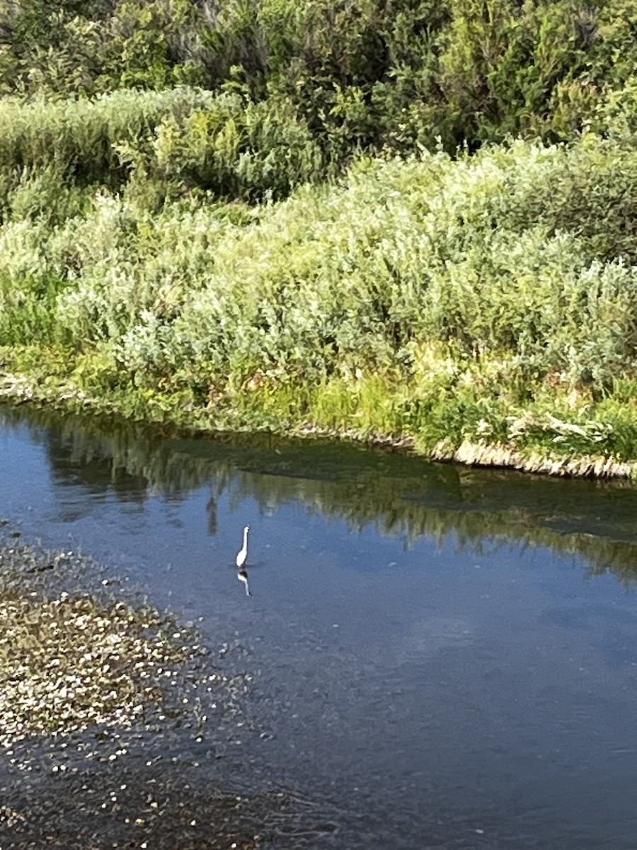 Great Egret - ML637462386