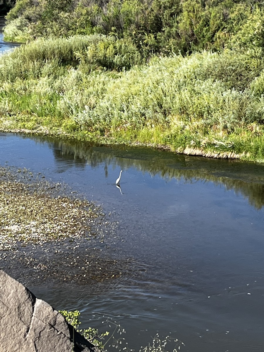 Great Egret - ML637462387