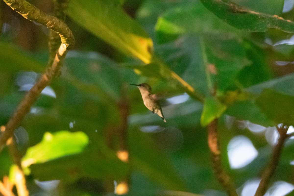 Colibrí Zumbadorcito - ML637462391